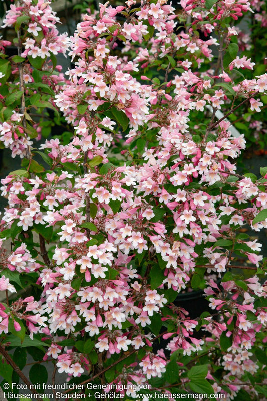 Perlmuttstrauch 'Pink Cloud' (Kolkwitzia amabilis)