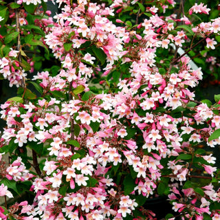 Perlmuttstrauch 'Pink Cloud' (Kolkwitzia amabilis)