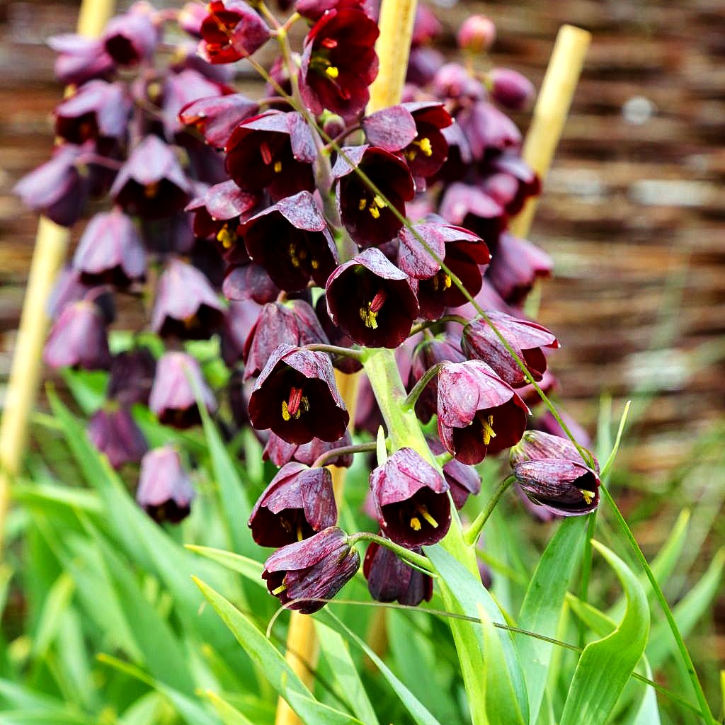 Persische Kaiserkrone 'Adiyaman' (Fritillaria persica)