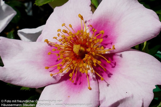 Persische Rose 'Orienta Laila'  -R- 'Orienta Laila' (Rosa  STR IV)
