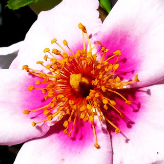 Persische Rose 'Orienta Laila' -R- (Rosa STR IV)