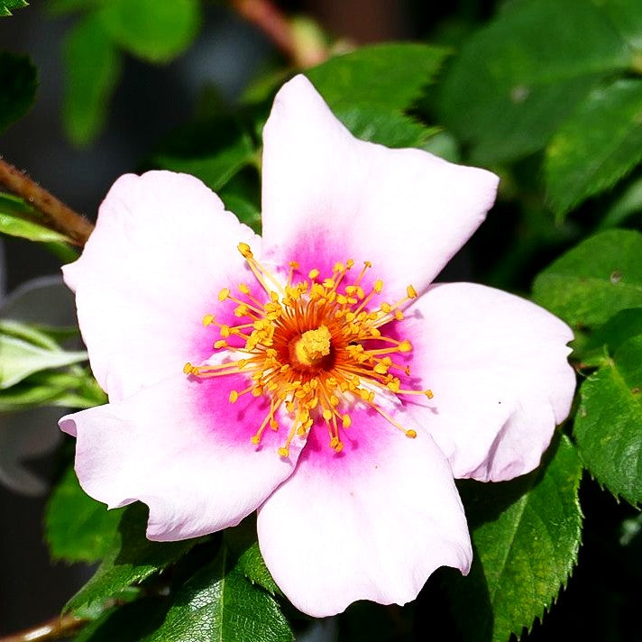 Persische Rose 'Orienta Laila' -R- (Rosa STR IV)