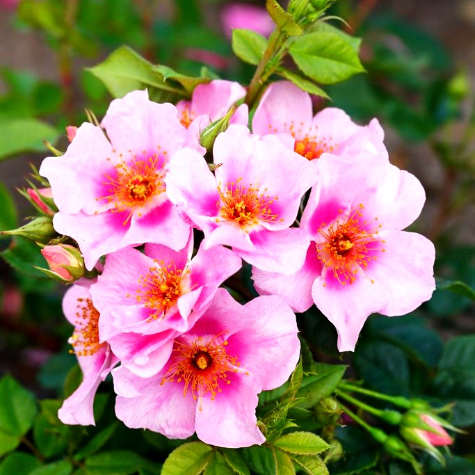 Persische Rose 'Orienta Laila' -R- (Rosa STR IV)