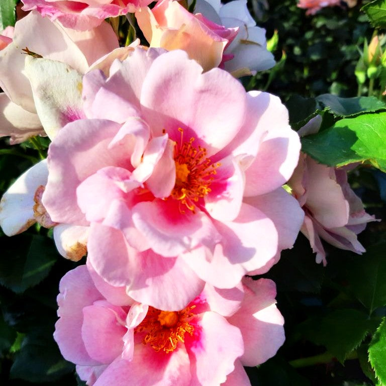 Persische Rose 'Orienta Magnolia' -R- (Rosa STR IV)