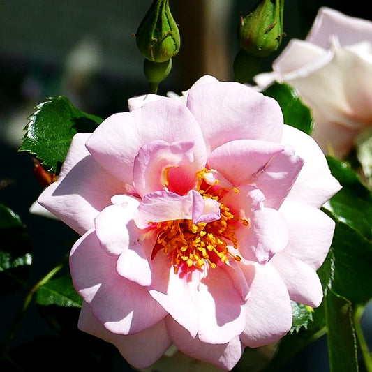 Persische Rose 'Orienta Magnolia' -R- (Rosa STR IV)