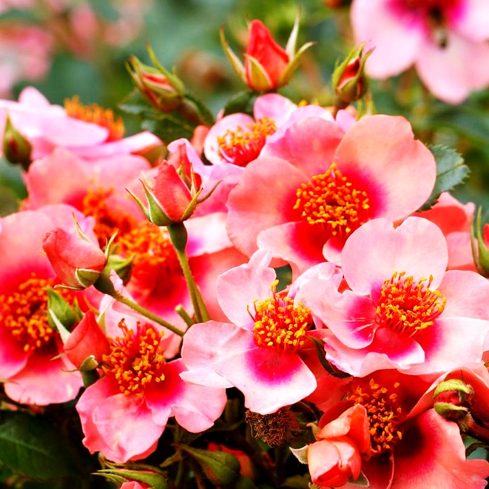 Persische Rose 'Orienta Shila' (Rosa BDR IV)