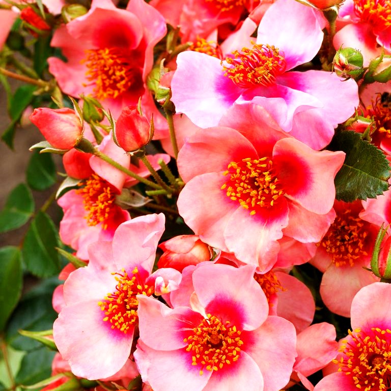 Persische Rose 'Orienta Shila' (Rosa BDR IV)