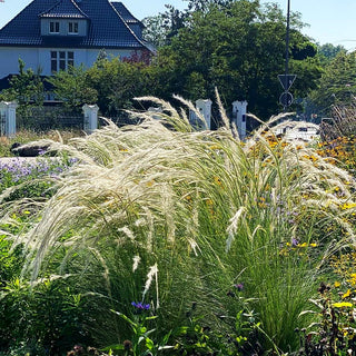 Peruanisches Federgras (Stipa ichu)
