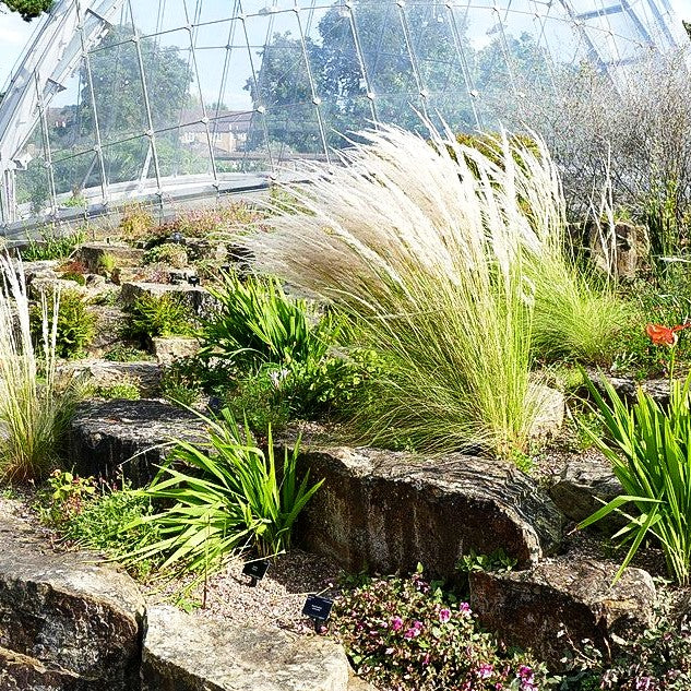 Peruanisches Federgras (Stipa ichu)