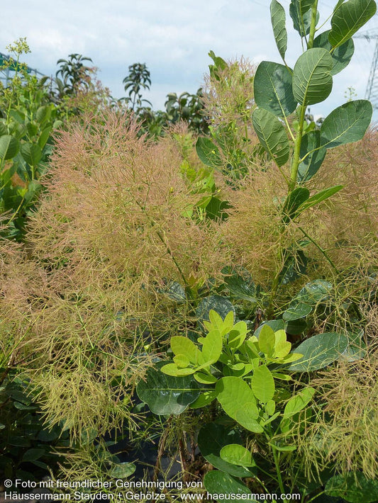 Perückenstrauch 'Young Lady' (Cotinus coggygria)