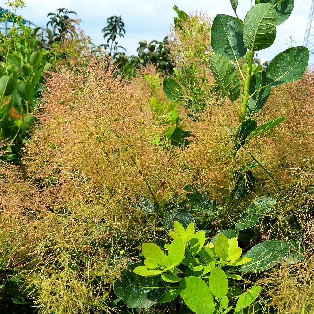 Perückenstrauch 'Young Lady' (Cotinus coggygria)