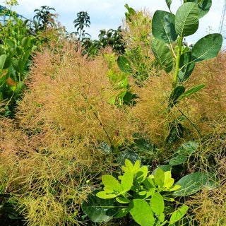 Perückenstrauch 'Young Lady' (Cotinus coggygria)