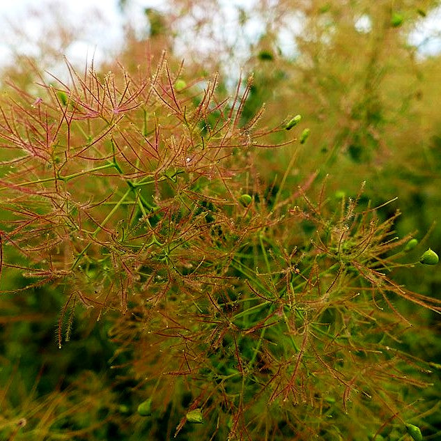 Perückenstrauch 'Young Lady' (Cotinus coggygria)