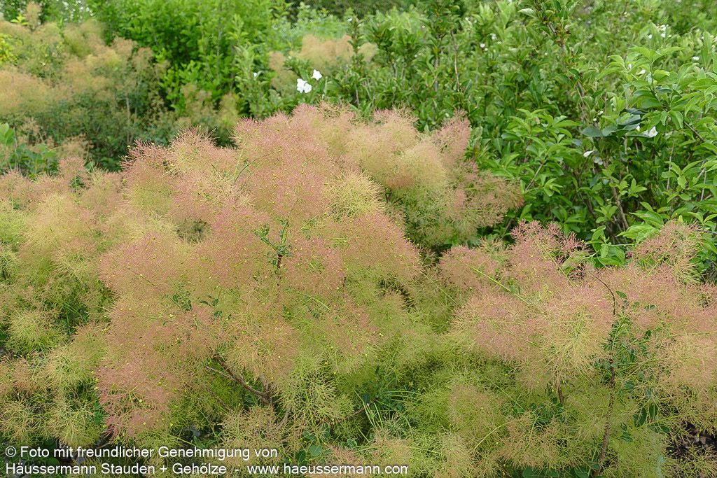 Perückenstrauch 'Young Lady' (Cotinus coggygria)
