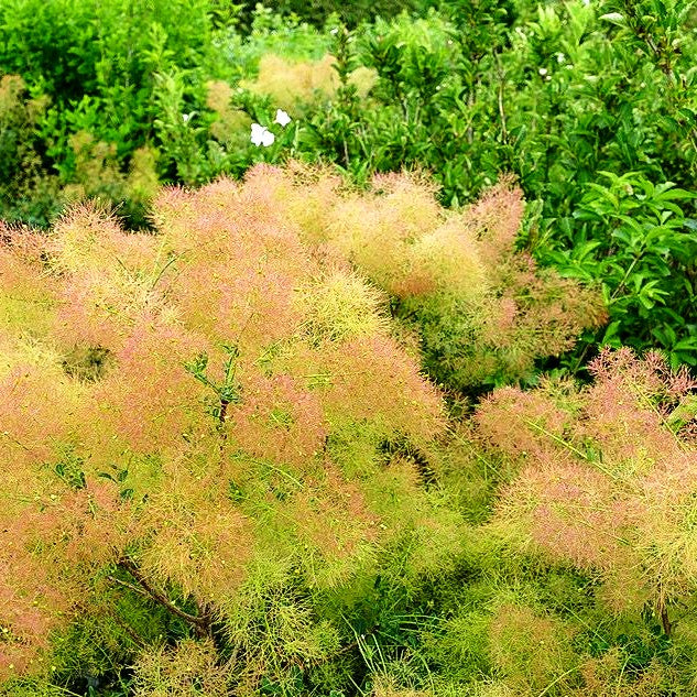 Perückenstrauch 'Young Lady' (Cotinus coggygria)