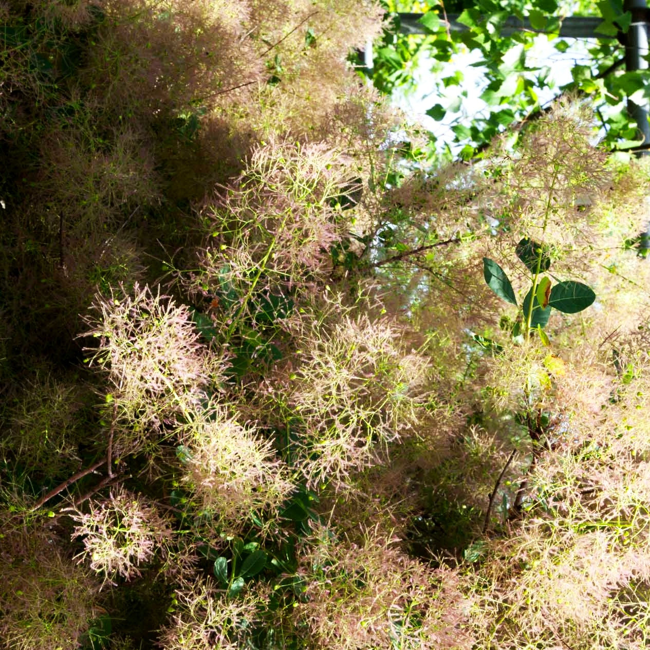 Perückenstrauch 'Young Lady' (Cotinus coggygria)