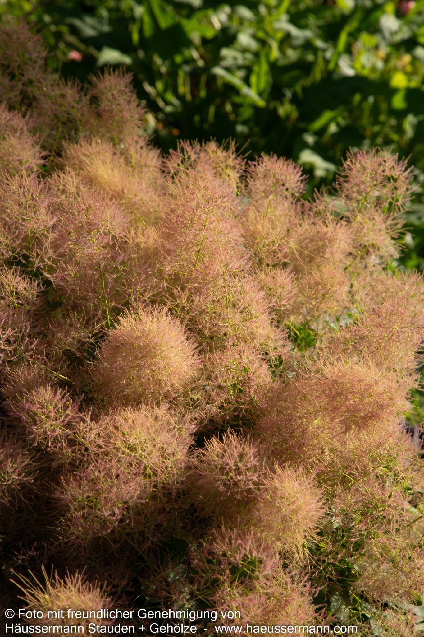 Perückenstrauch 'Young Lady' (Cotinus coggygria)