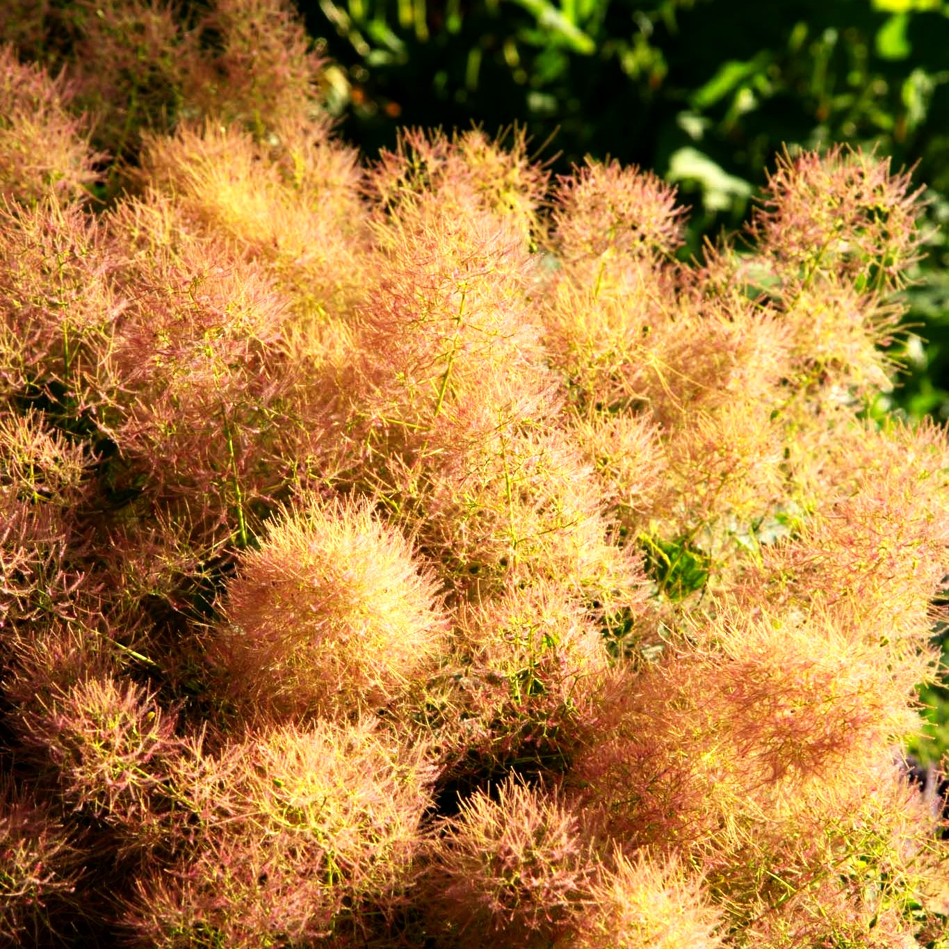 Perückenstrauch 'Young Lady' (Cotinus coggygria)