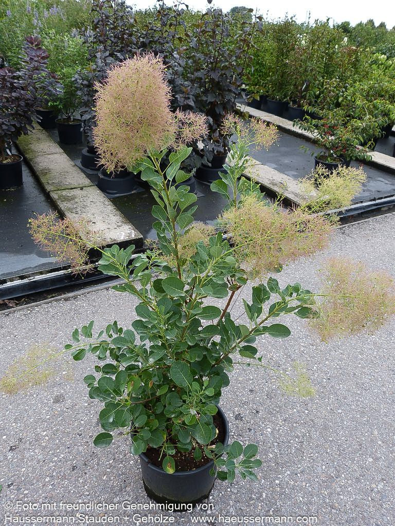 Perückenstrauch 'Young Lady' (Cotinus coggygria)