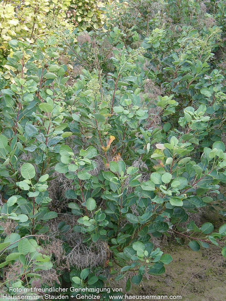 Perückenstrauch 'Young Lady' (Cotinus coggygria)