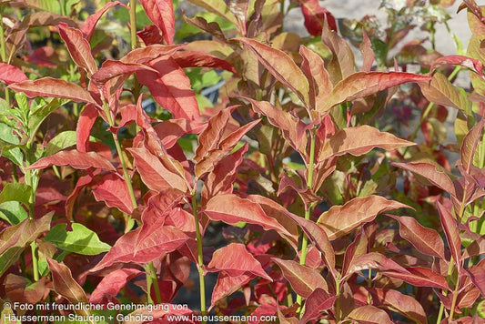 Pfaffenhütchen (Euonymus europaeus)