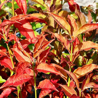 Pfaffenhütchen (Euonymus europaeus)