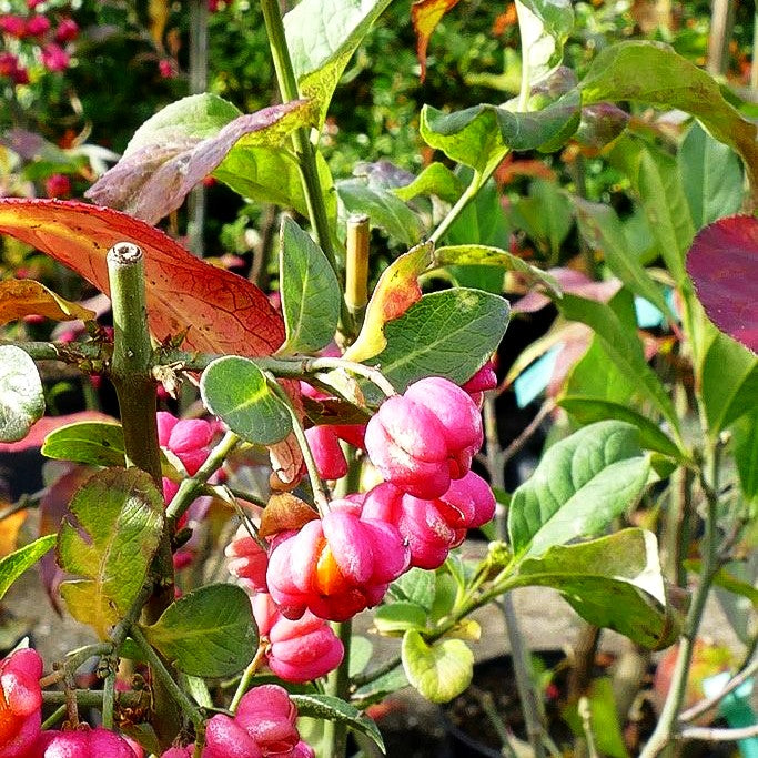 Pfaffenhütchen (Euonymus europaeus)