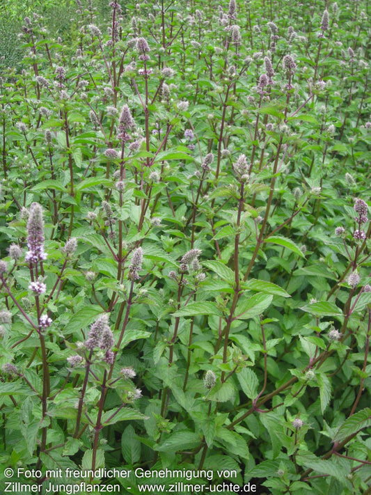 Pfeffer-Minze 'Agnes' (Mentha x piperita)
