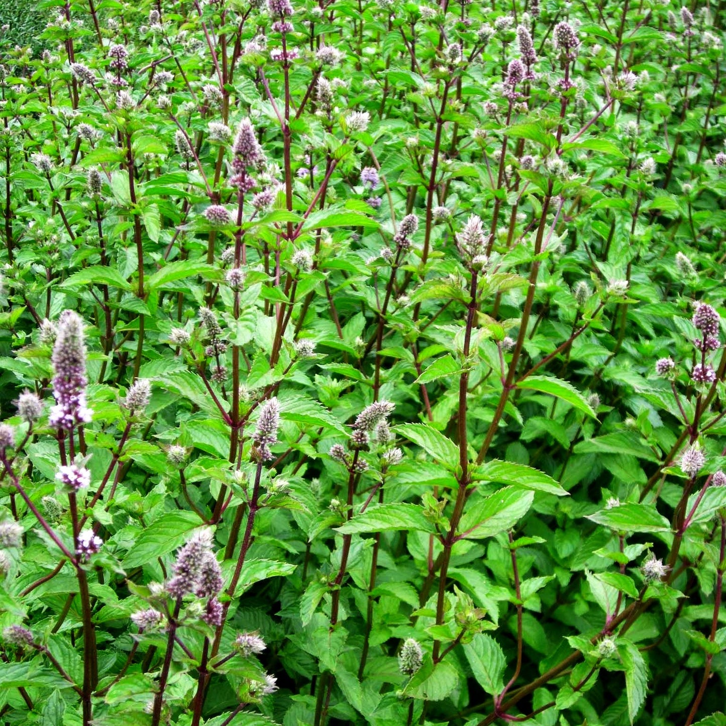 Pfeffer-Minze 'Agnes' (Mentha x piperita)