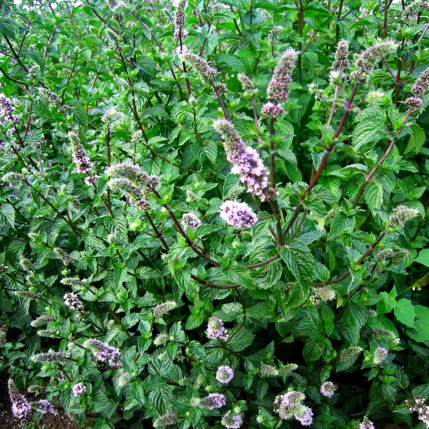 Pfeffer-Minze 'Agnes' (Mentha x piperita)