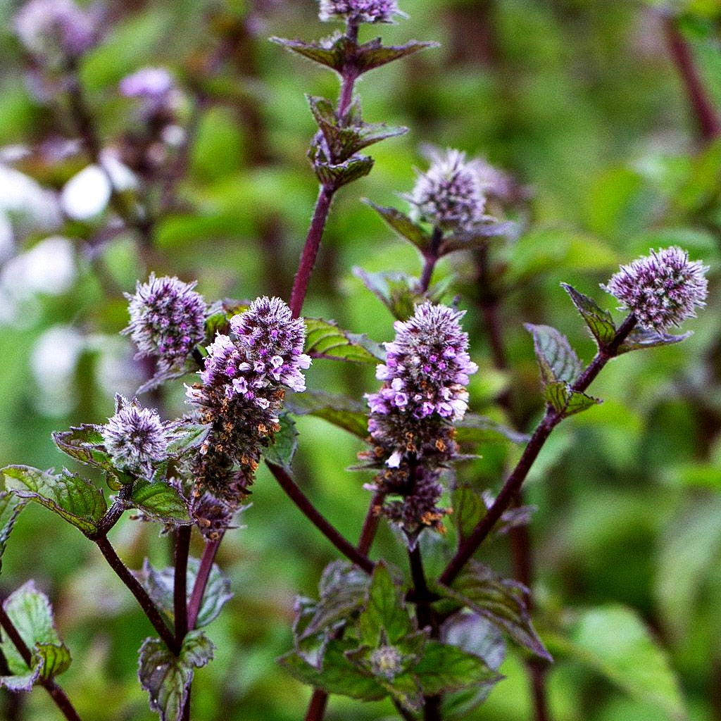Pfeffer-Minze 'Agnes' (Mentha x piperita)