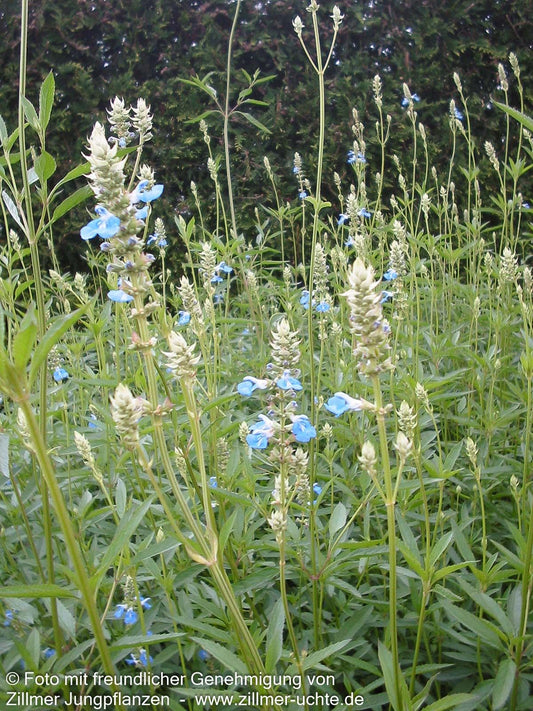 Pfeffer-Salbei (Salvia uliginosa)