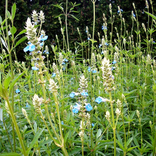 Pfeffer-Salbei (Salvia uliginosa)