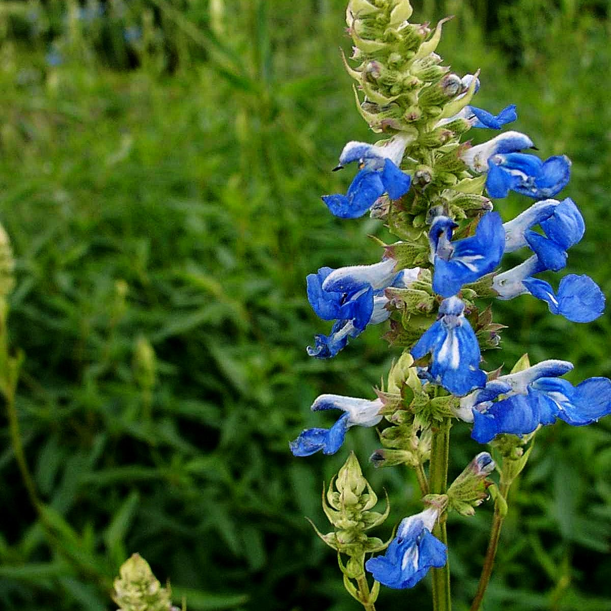 Pfeffer-Salbei (Salvia uliginosa)