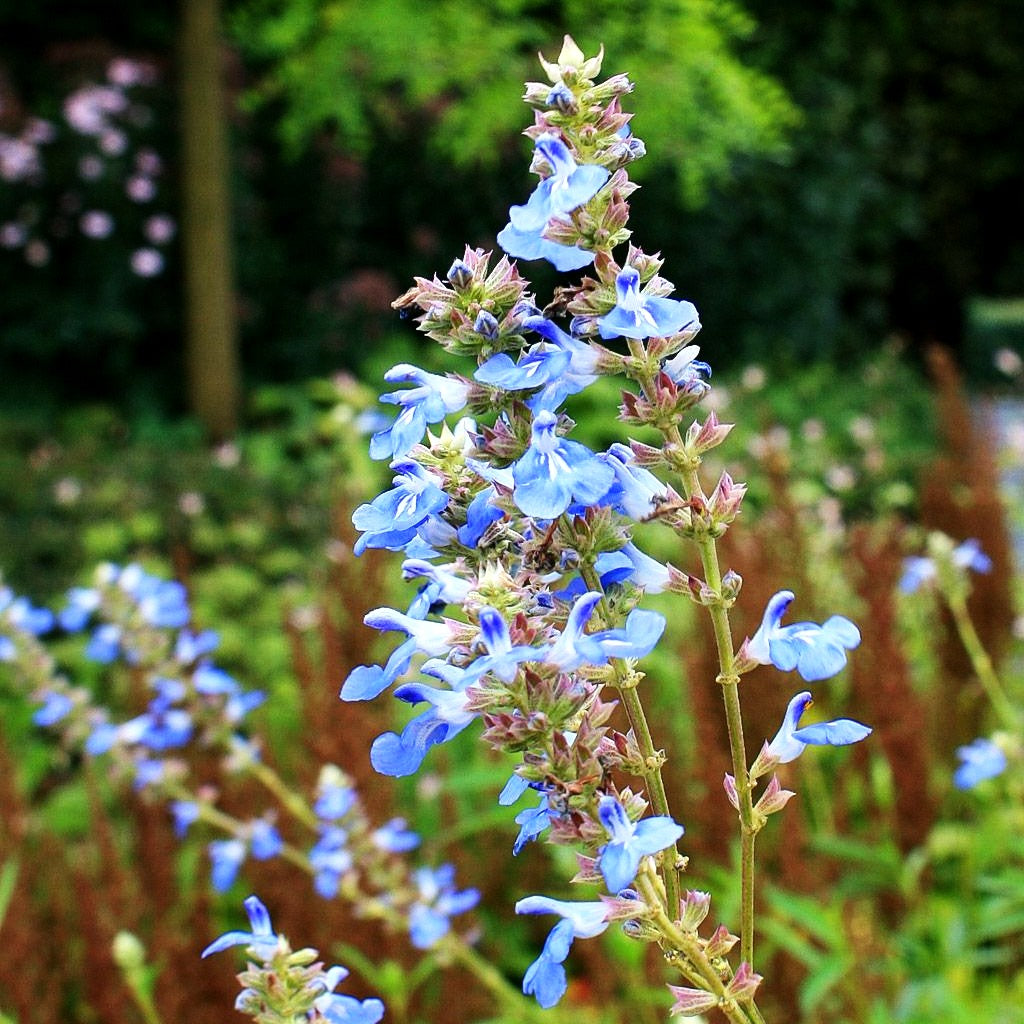 Pfeffer-Salbei (Salvia uliginosa)