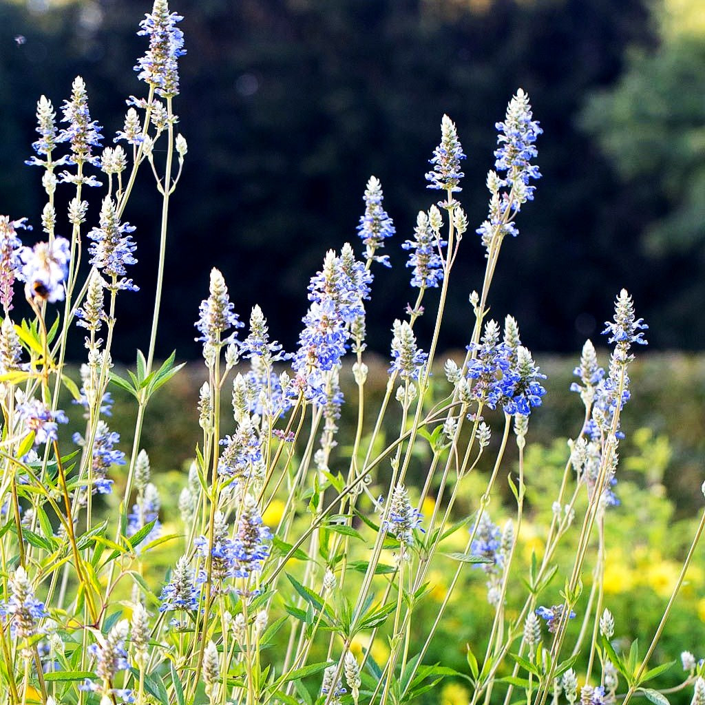 Pfeffer-Salbei (Salvia uliginosa)