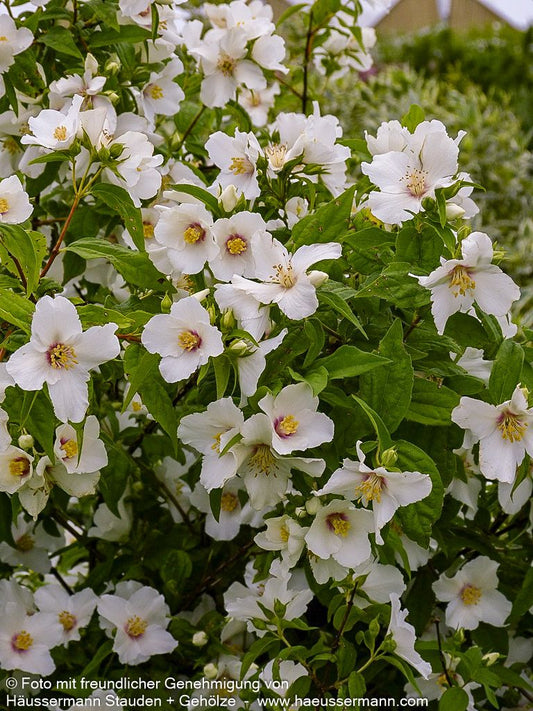 Pfeifenstrauch, Falscher Jasmin 'Belle Etoile' (Philadelphus Purpureo-Mac.)