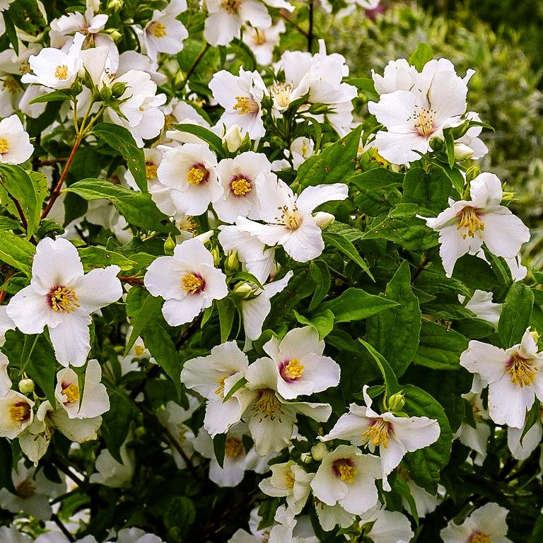 Pfeifenstrauch, Falscher Jasmin 'Belle Etoile' (Philadelphus Purpureo-Mac.)