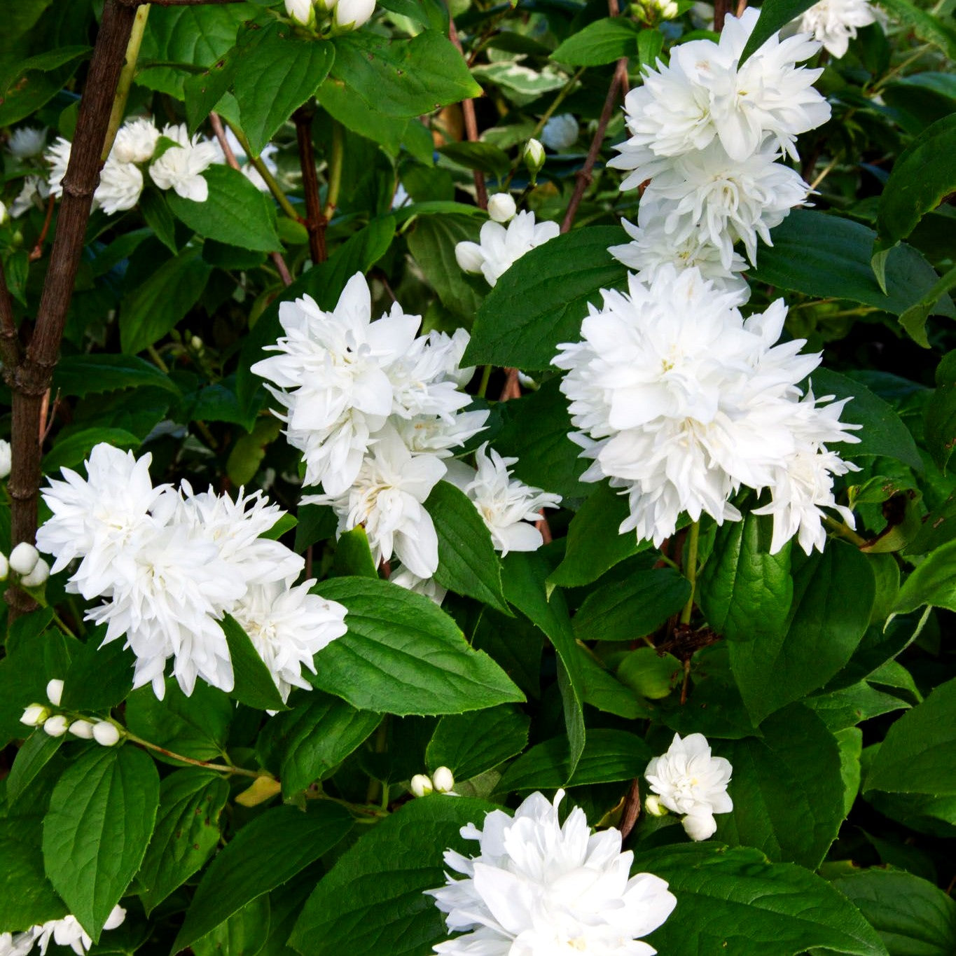 Pfeifenstrauch, Falscher Jasmin 'Minnesota Snowflake' (Philadelphus Virg.-Grp.)