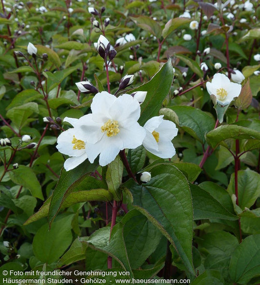 Pfeifenstrauch, Falscher Jasmin 'Starbright' (Philadelphus x cult.)