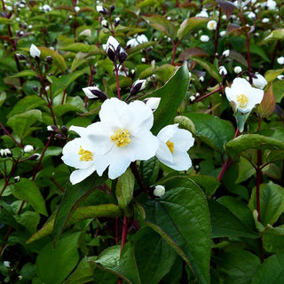 Pfeifenstrauch, Falscher Jasmin 'Starbright' (Philadelphus x cult.)