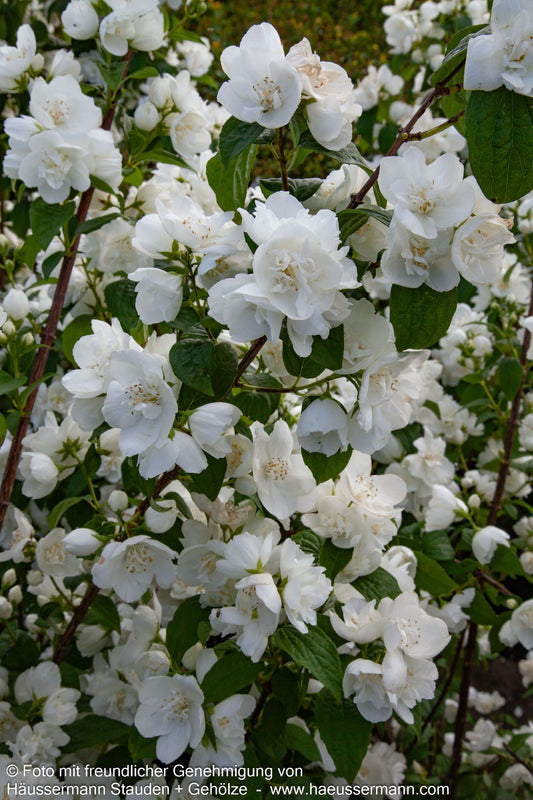 Pfeifenstrauch, Falscher Jasmin 'Virginal' (Philadelphus Virginalis-Grp.)