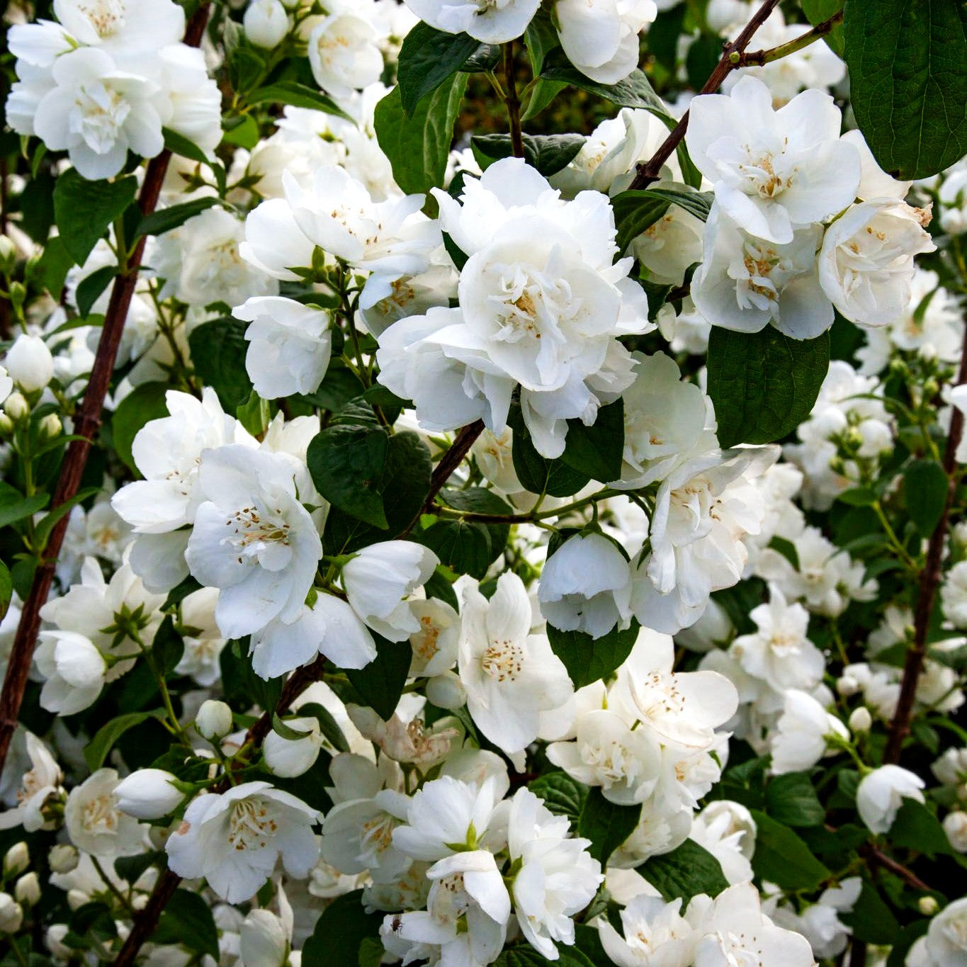 Pfeifenstrauch, Falscher Jasmin 'Virginal' (Philadelphus Virginalis-Grp.)