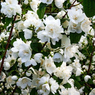Pfeifenstrauch, Falscher Jasmin 'Virginal' (Philadelphus Virginalis-Grp.)