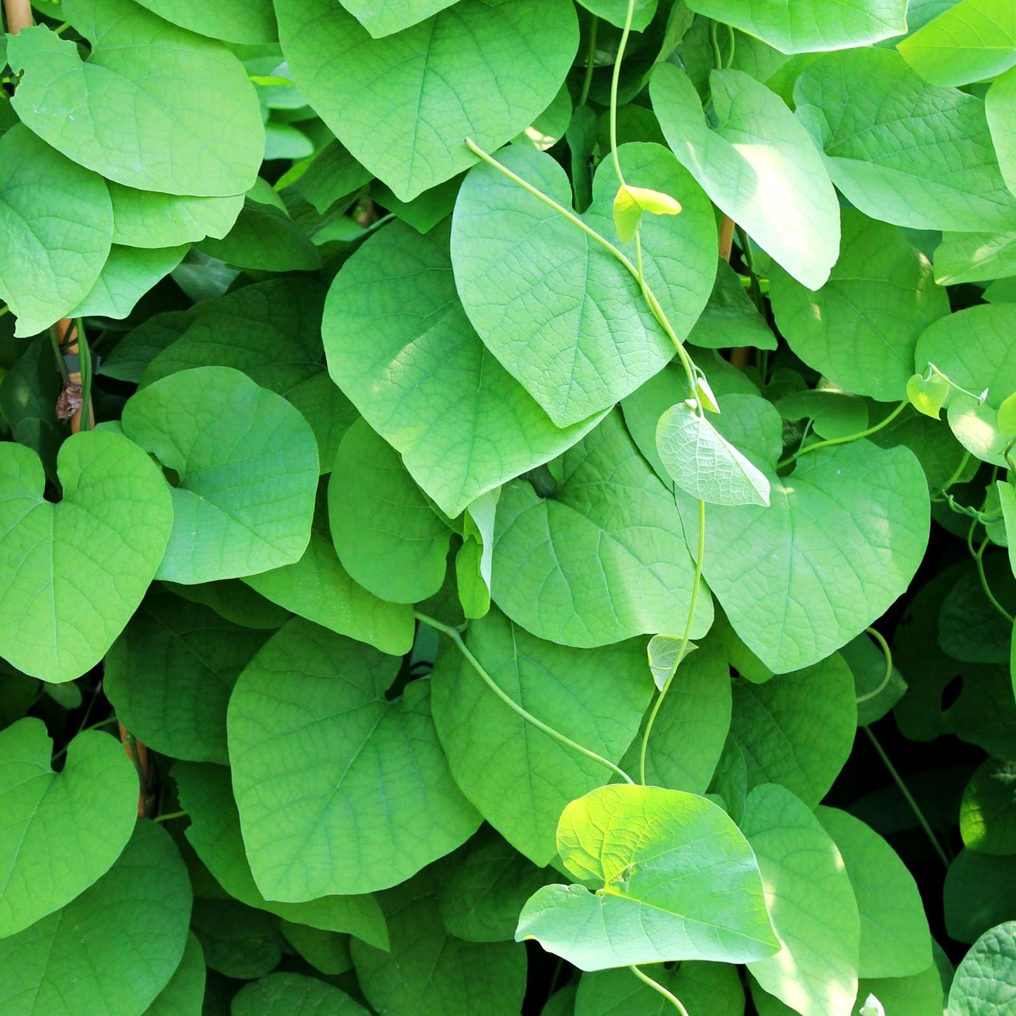 Pfeifenwinde (Aristolochia macrophylla)