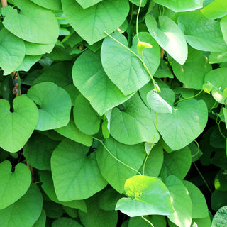 Pfeifenwinde (Aristolochia macrophylla)