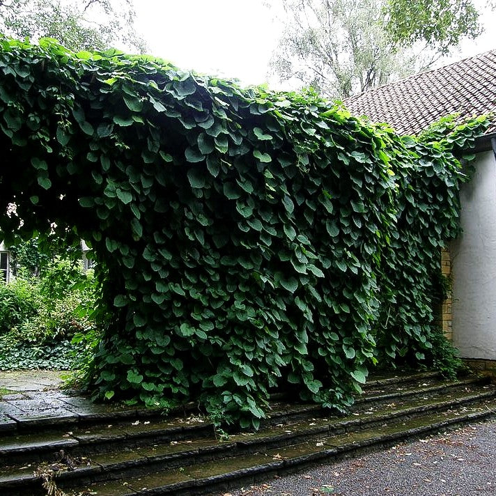 Pfeifenwinde (Aristolochia macrophylla)