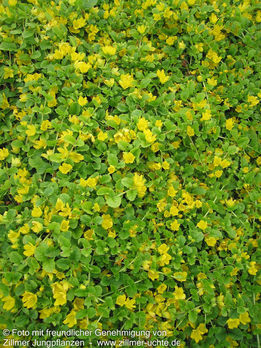 Pfennigkraut (Lysimachia nummularia)