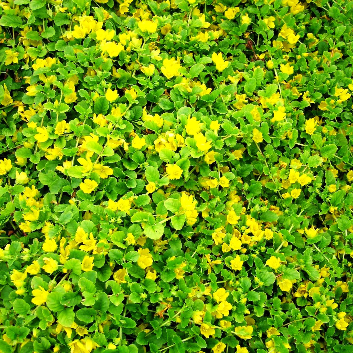 Pfennigkraut (Lysimachia nummularia)