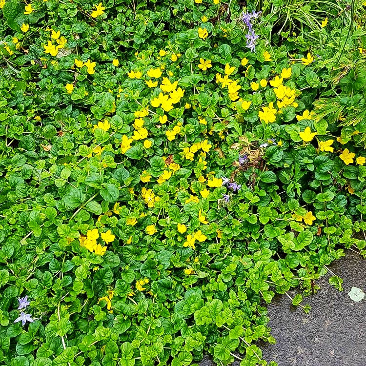 Pfennigkraut (Lysimachia nummularia)